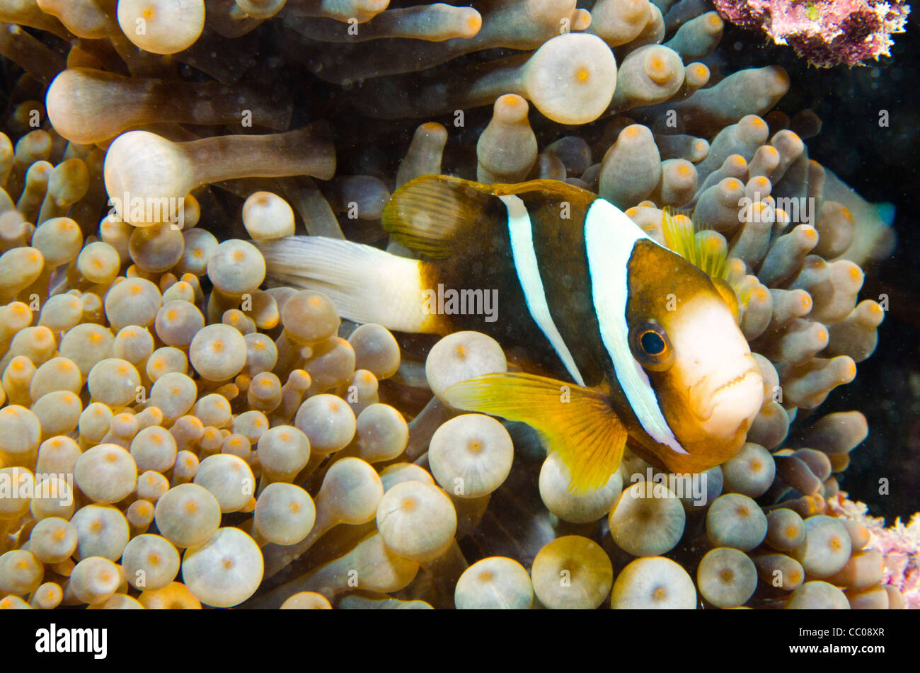 An anemone fish hides amongst the anemone on Swains Reef on Australia's Great Barrier Reef. Stock Photo