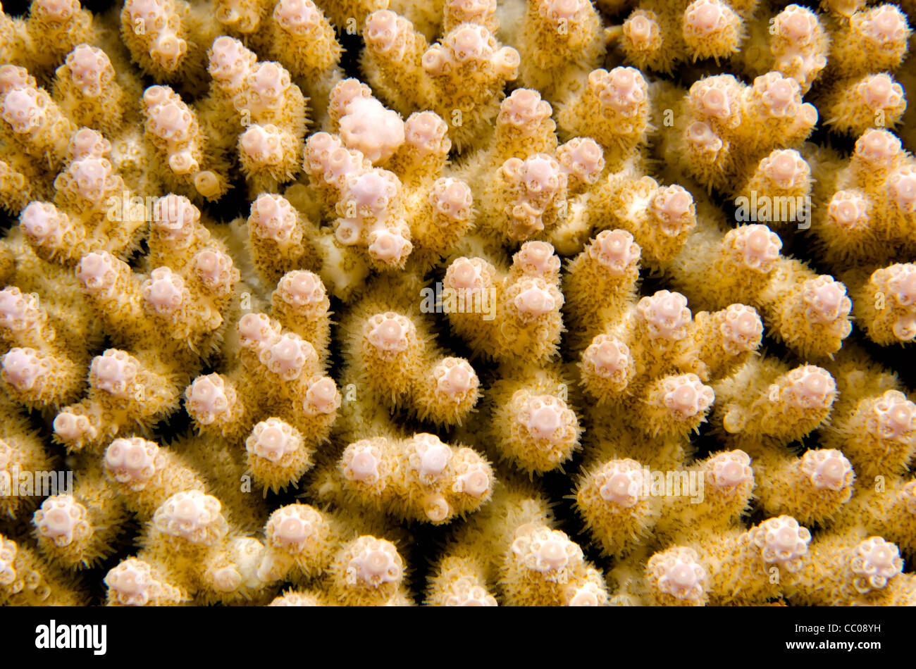 Underwater close-up shot of coral on Swains Reef on the Great Barrier Reef of the coast of Queensland, Australia. Stock Photo