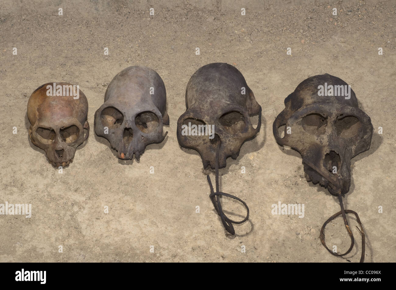 Four different primate skulls hunted around Saramati peak , Nagaland Stock Photo