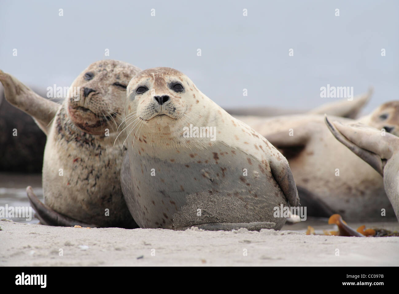 common seal; Latin: Phoca vitulina; harbour seal, harbor seal Stock Photo