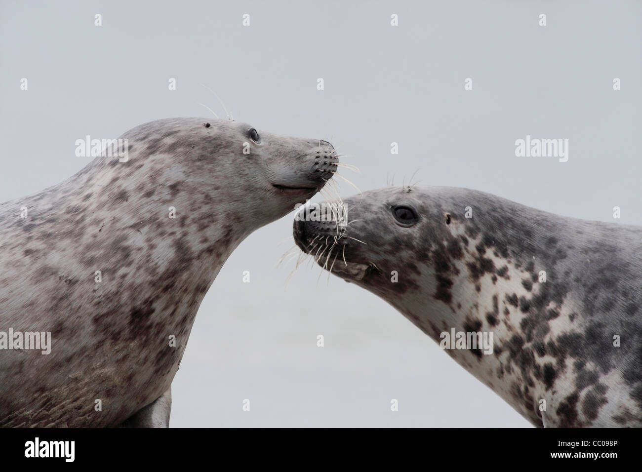 social behavior between grey seals; Latin: Halichoerus grypus Stock Photo