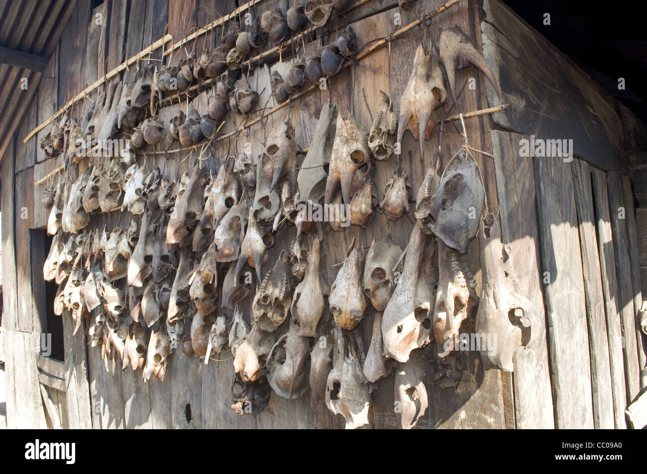 Animal skulls hung outside the house of a hunter Stock Photo