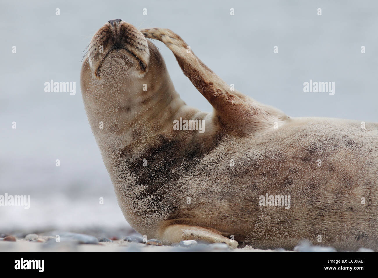 Seal face close up hires stock photography and images Alamy