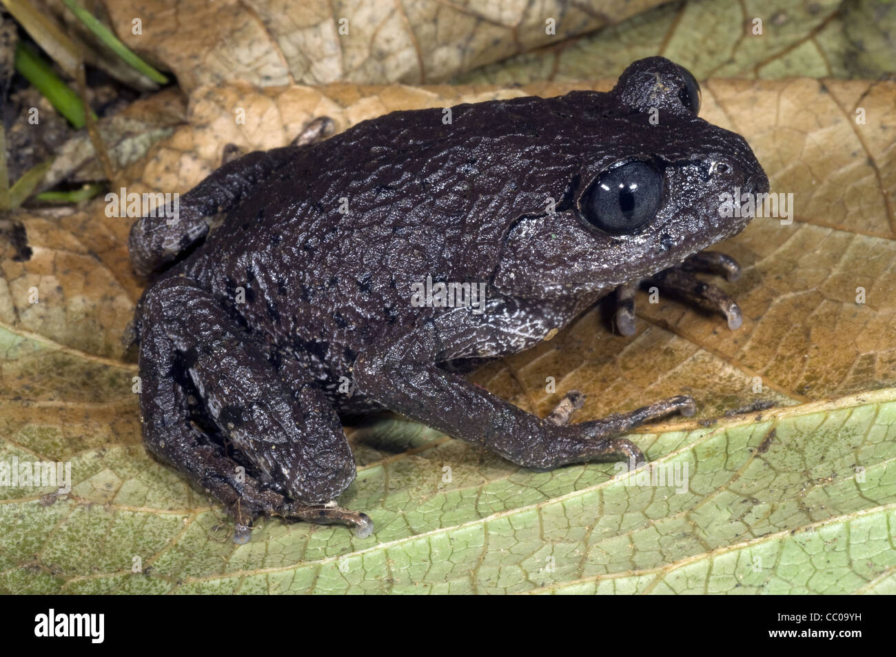 3,717 Small Frog Stock Photos, High-Res Pictures, and Images