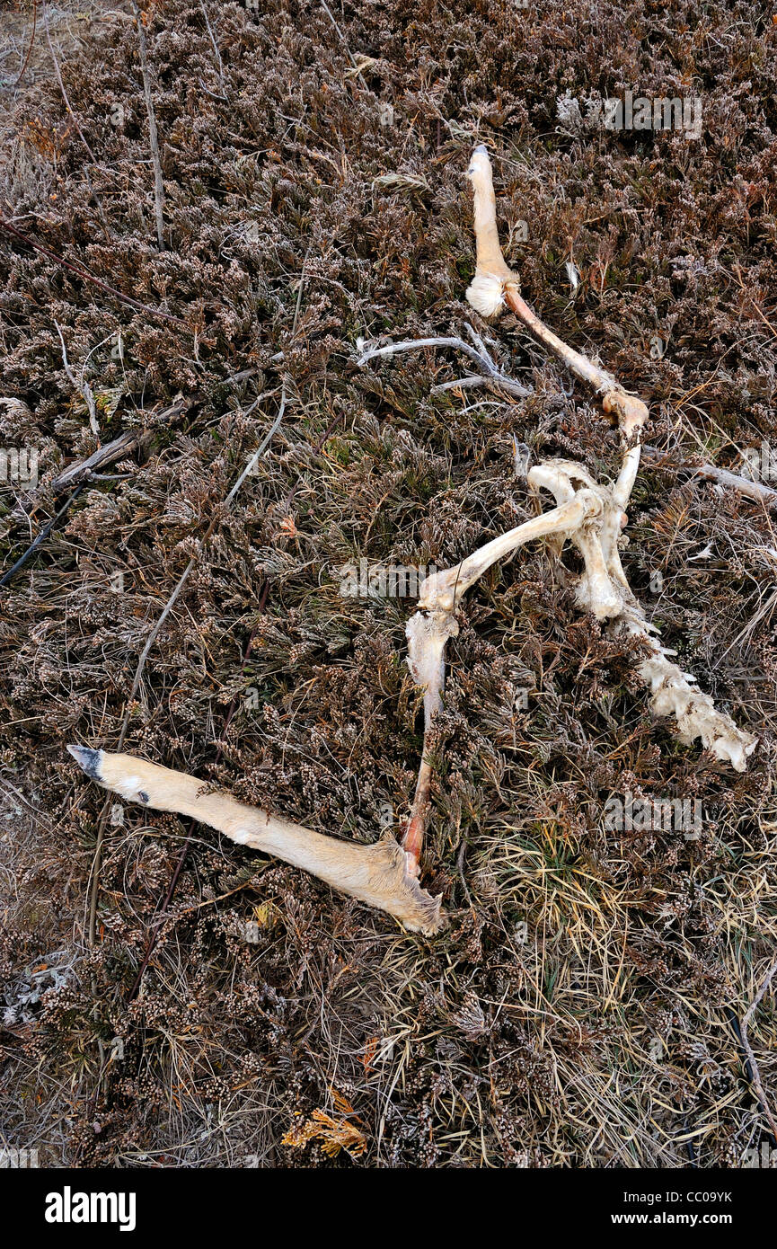 Deer bones. Stock Photo