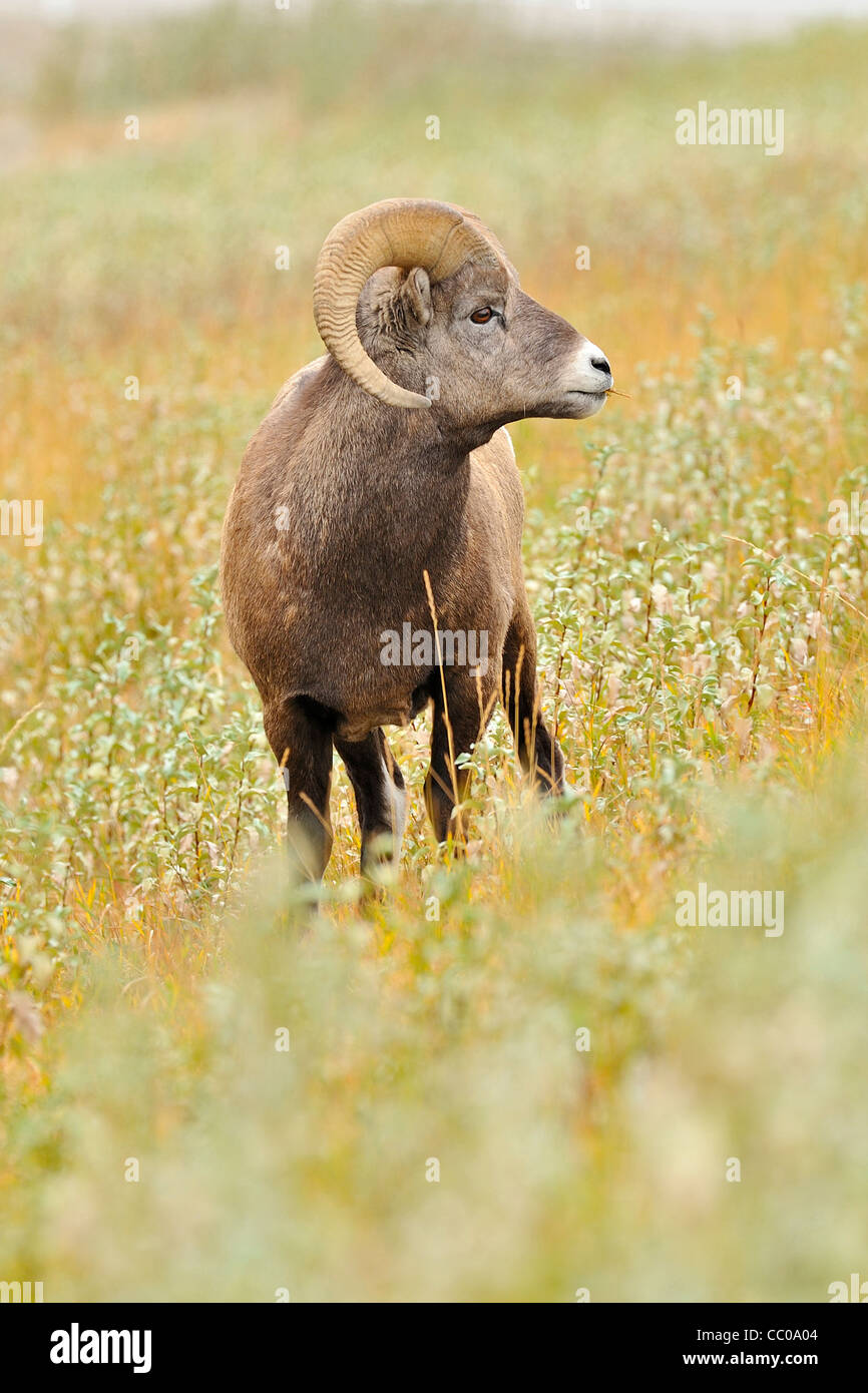 A vertical image of a Rocky Mountain Bighorn Sheep feeding in the fall ...