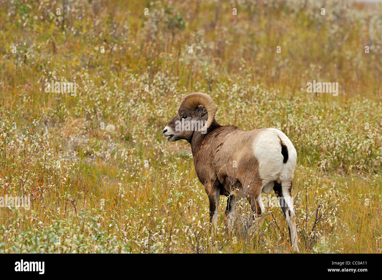 A Rocky Mountain Bighorn Sheep feeding in the fall grasses. Stock Photo