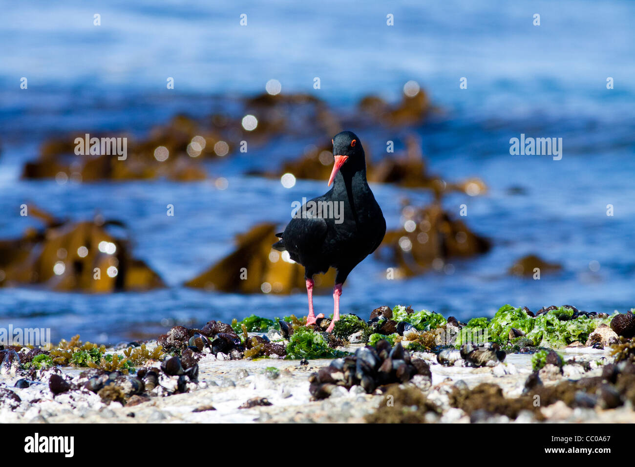 Black Oyster Catchers by the sea Stock Photo