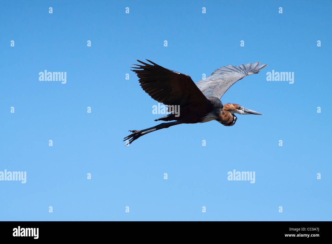 goliath heron flying Stock Photo