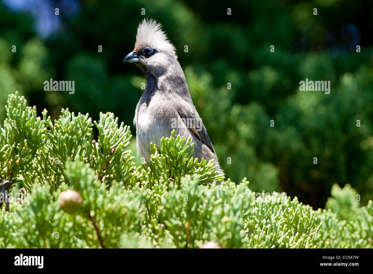 A Grey Lourie resting in a tree Stock Photo