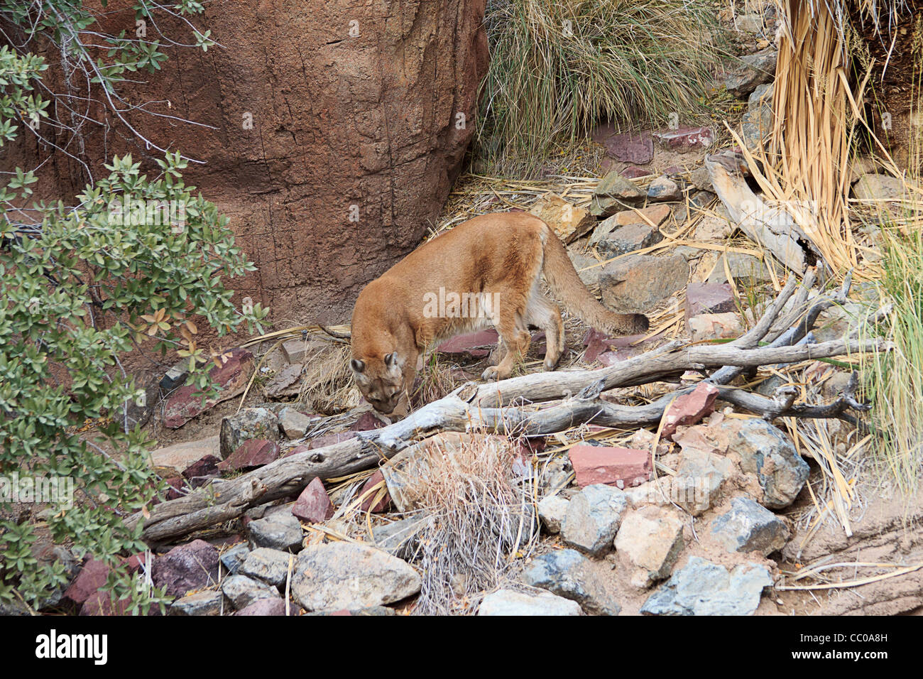 Mountain lion, also known as puma or cougar, (Puma concolor) in Arizona-Sonora Desert museum outside Tucson, AZ. Stock Photo