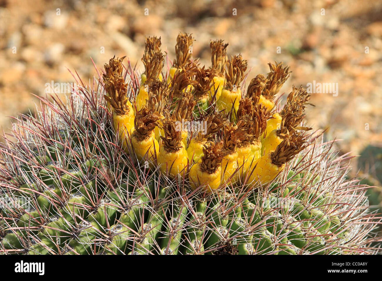 Golden barrel cactus, flowers, bloom, Echinocactus ...