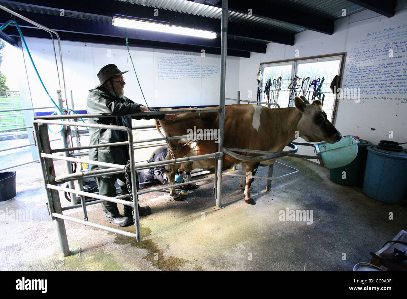 New Zealand Farmer watches over Jersey cow while his wife attaches milking machine to teats. Stock Photo