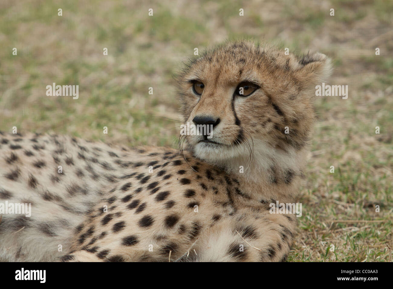 Cheetah at Spier's Cheetah Sanctuary Stock Photo