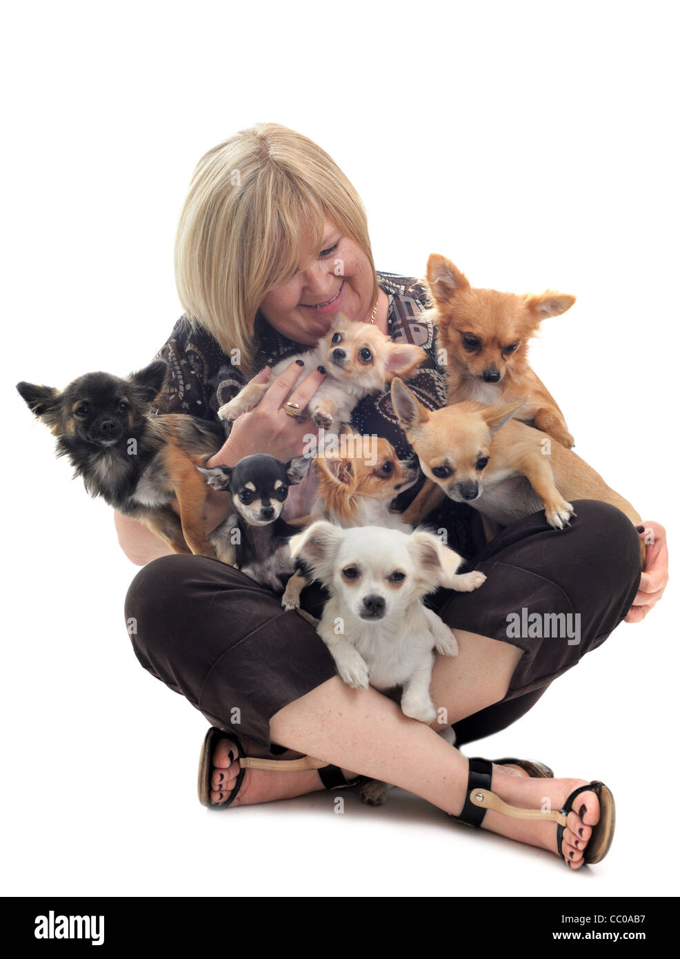 portrait of a woman and seven chihuahuas in front of white background Stock Photo