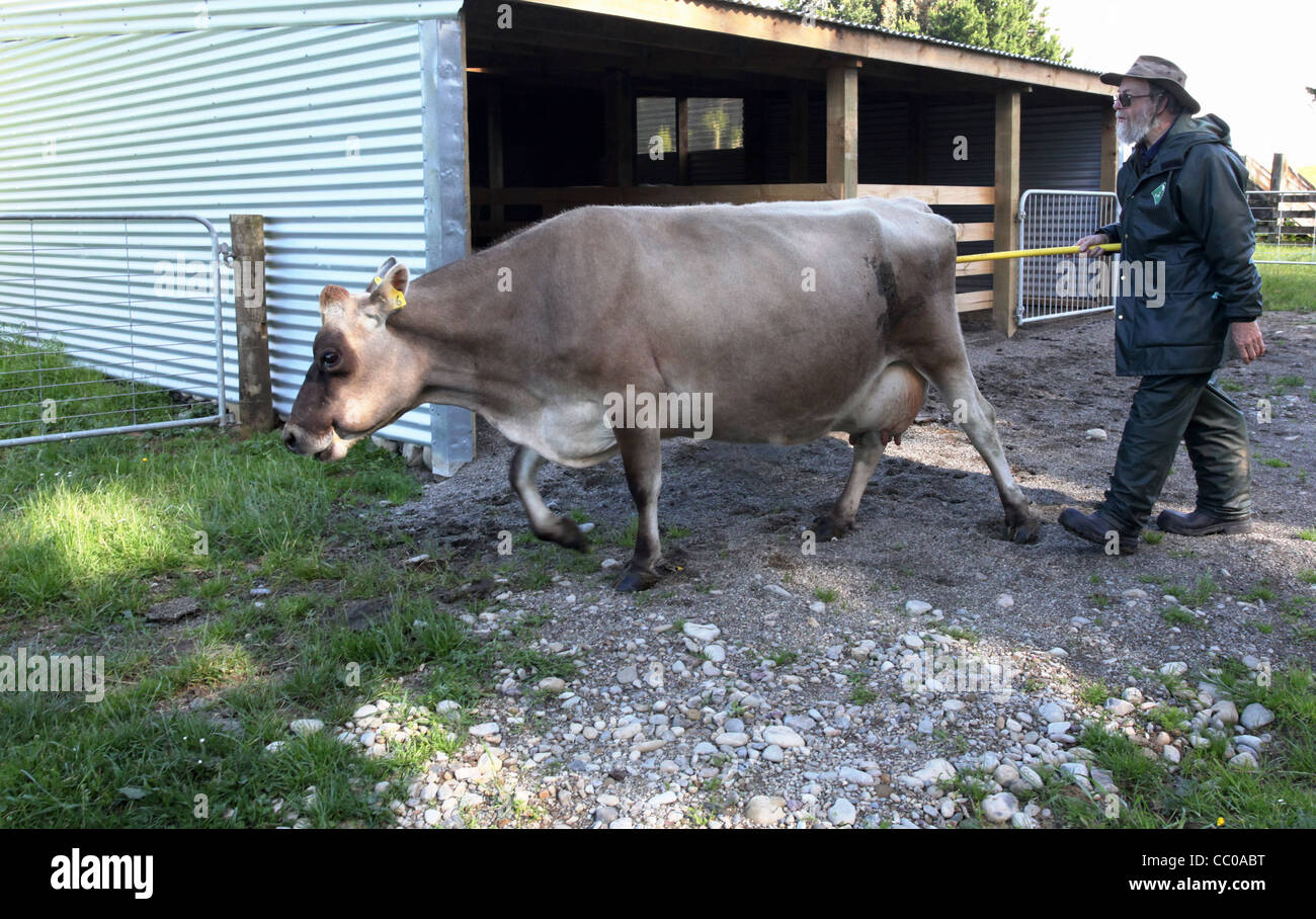 Jersey cow and New Zealand Farmer return to pasture Stock Photo Alamy