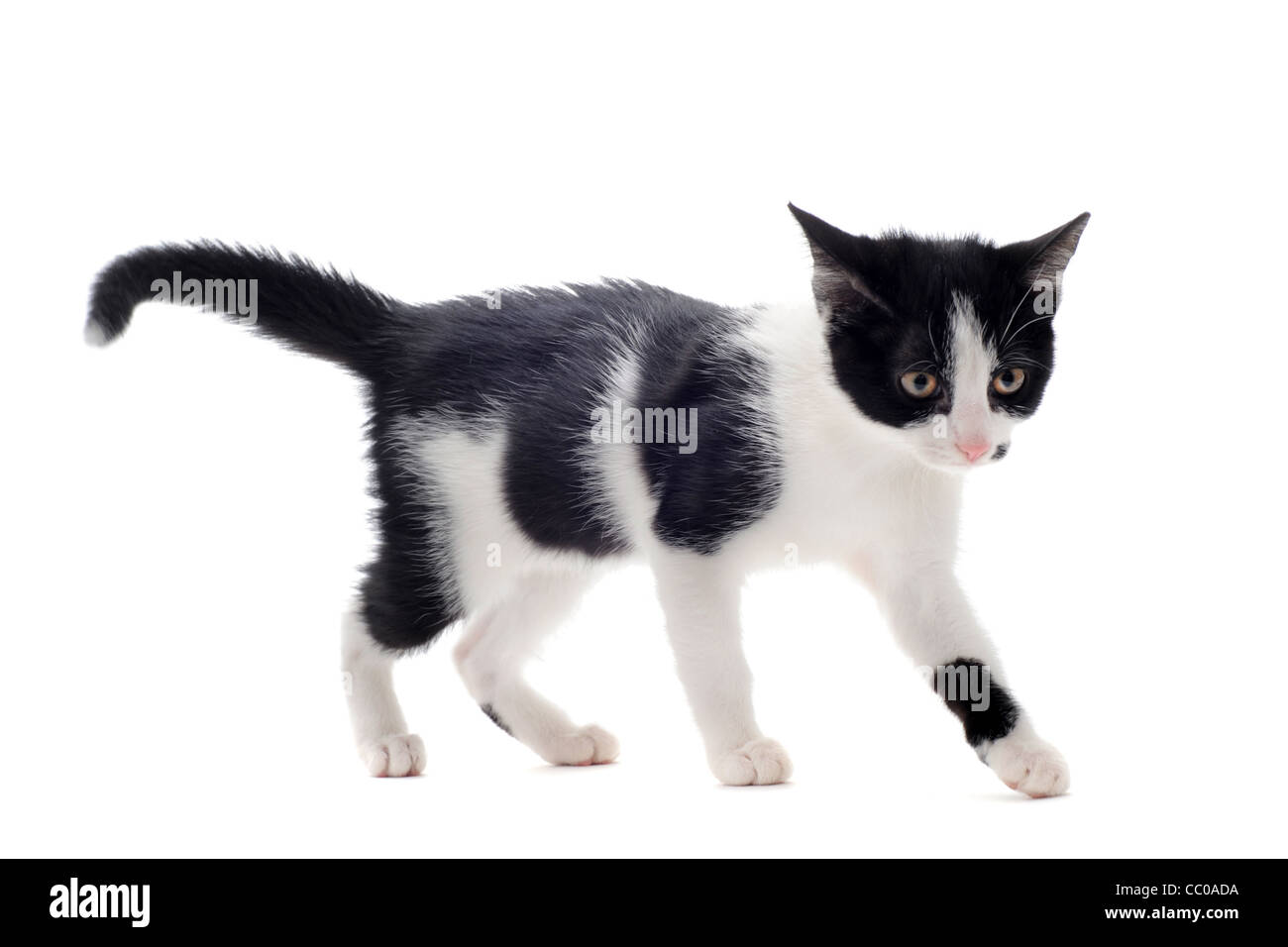 young black and white kitten in front of white background Stock Photo ...