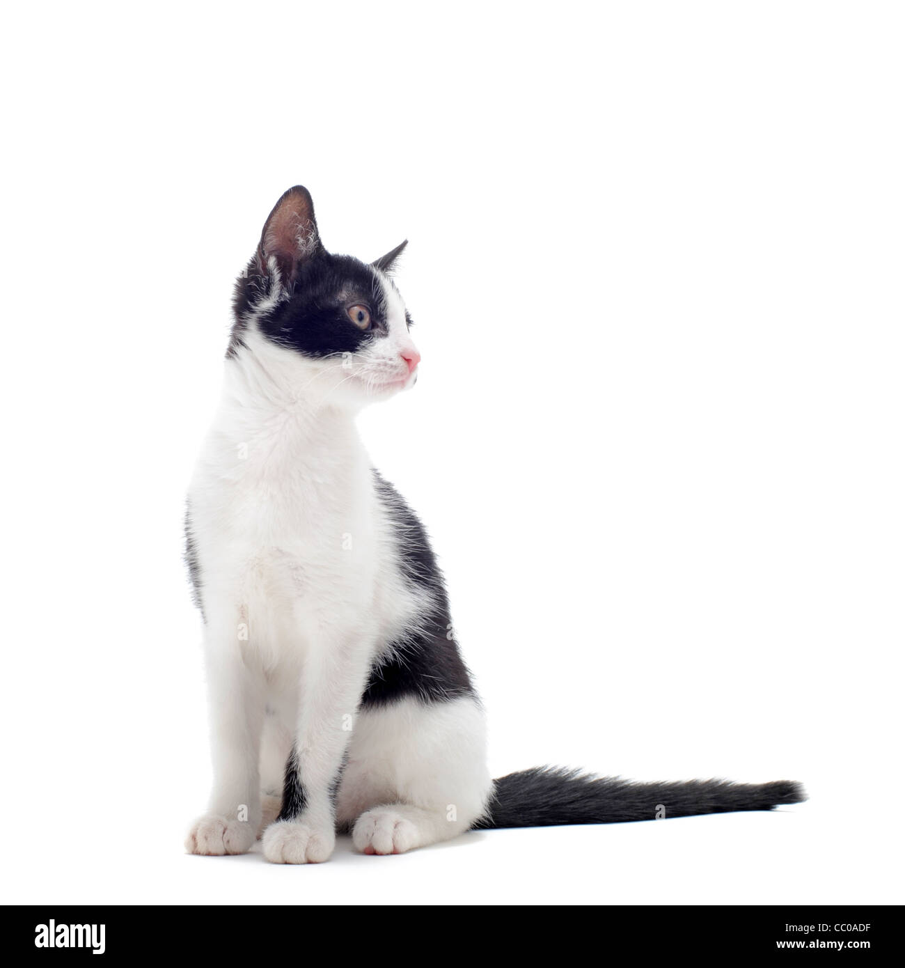young black and white kitten in front of white background Stock Photo ...