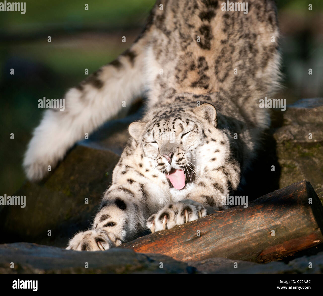 Snow leopard uncia uncia claws hi-res stock photography and images - Alamy