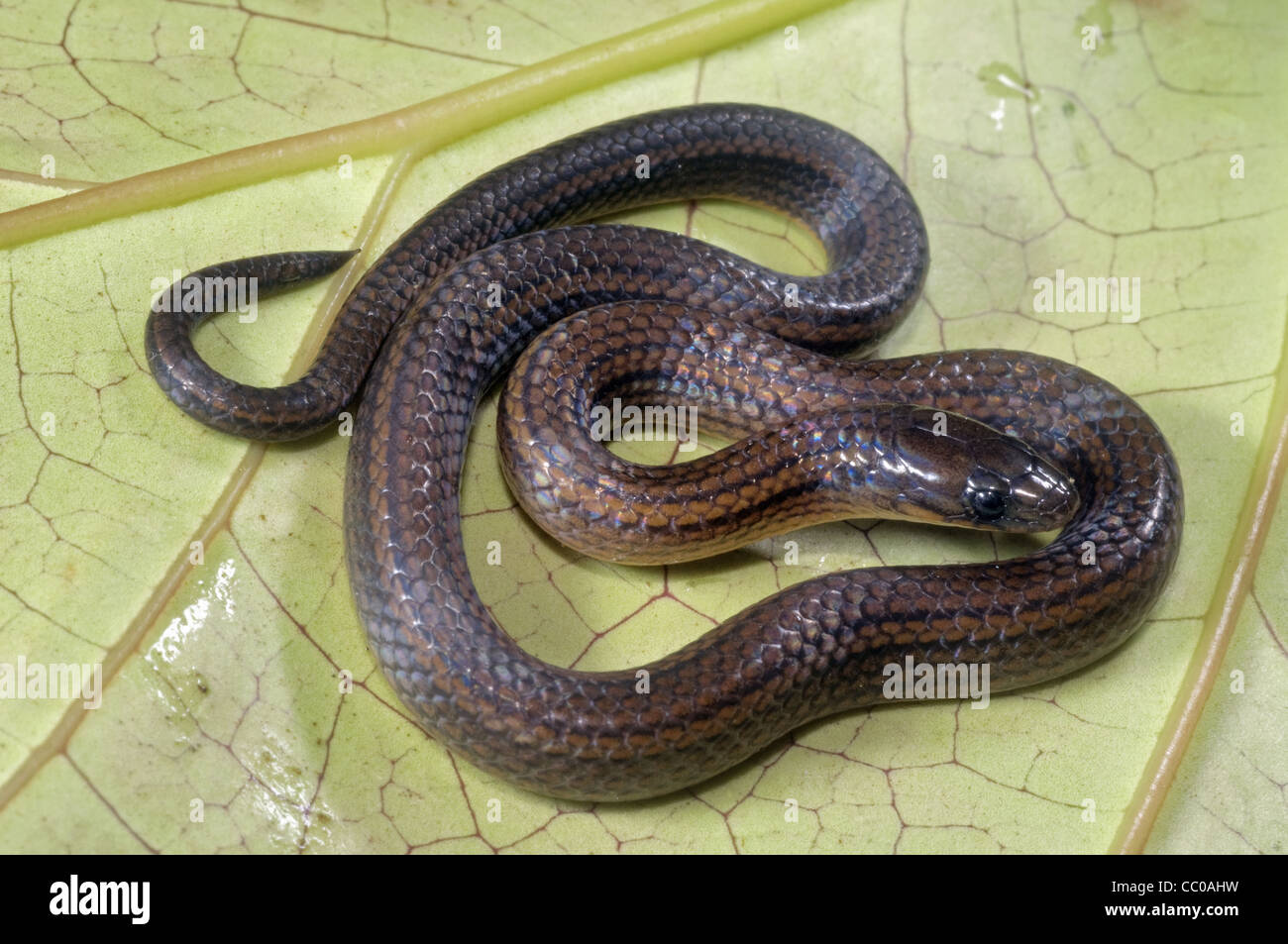 Yellowbelly worm-eating snake (Trachischium tenuiceps) is a species of colubrid snake. Northeast India Stock Photo