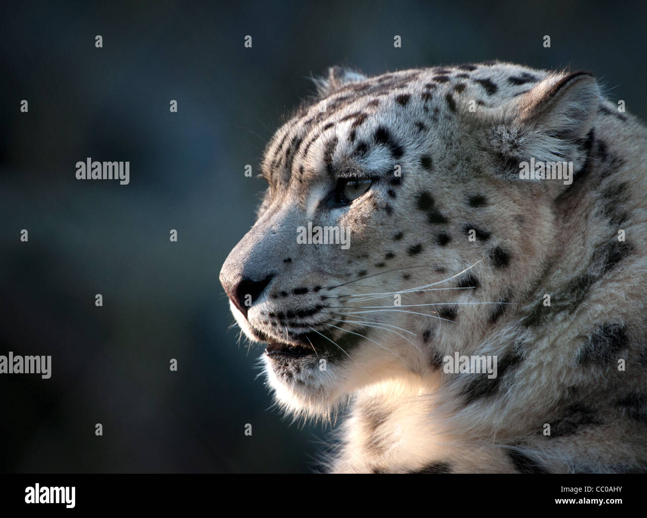 Female snow leopard (profile Stock Photo - Alamy