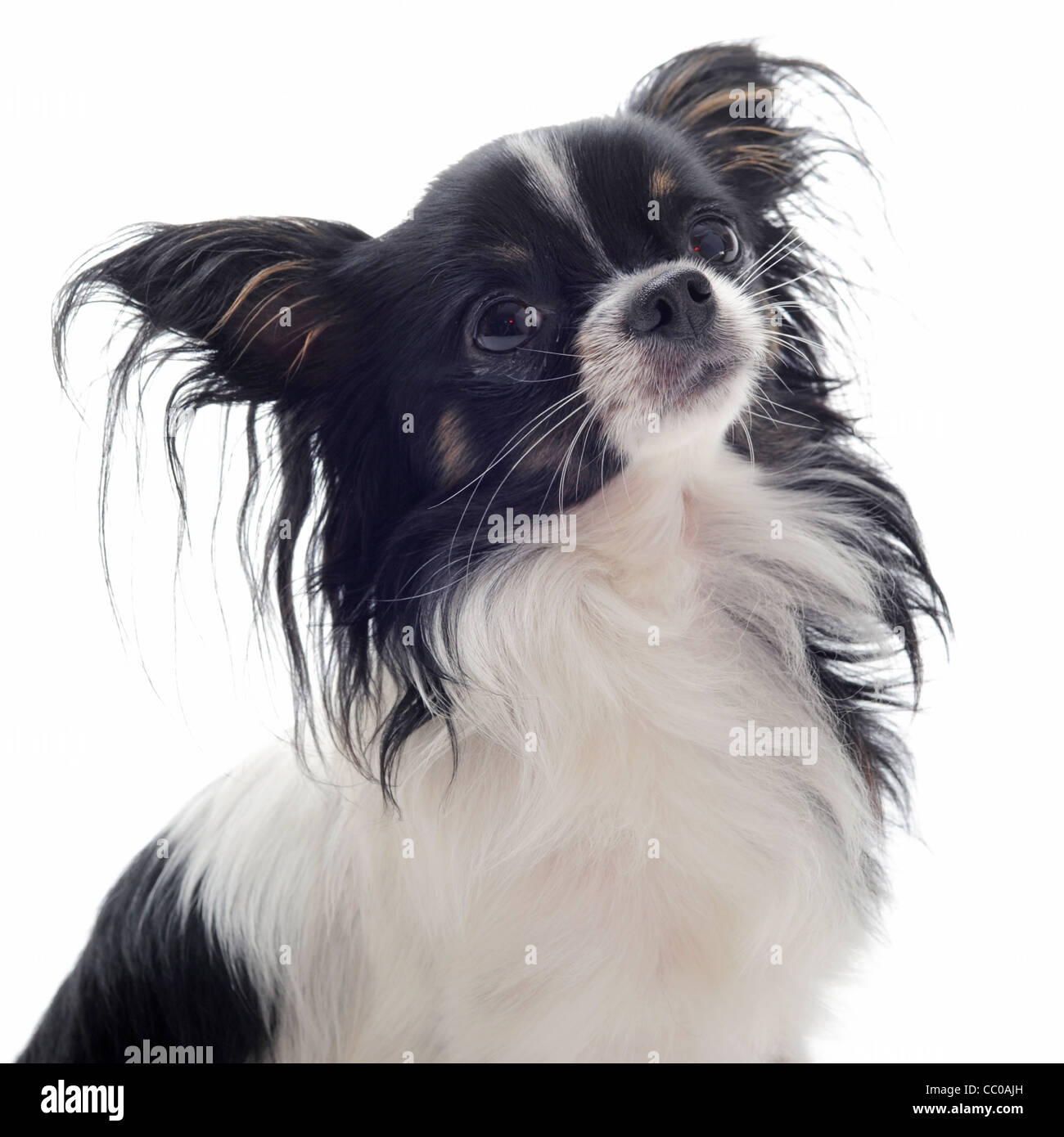 filosofisk basen plyndringer Chihuahua papillon hi-res stock photography and images - Alamy