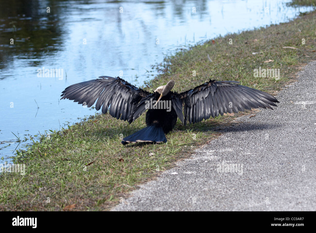 A large bird sitting by the river with wings spread Stock Photo Alamy