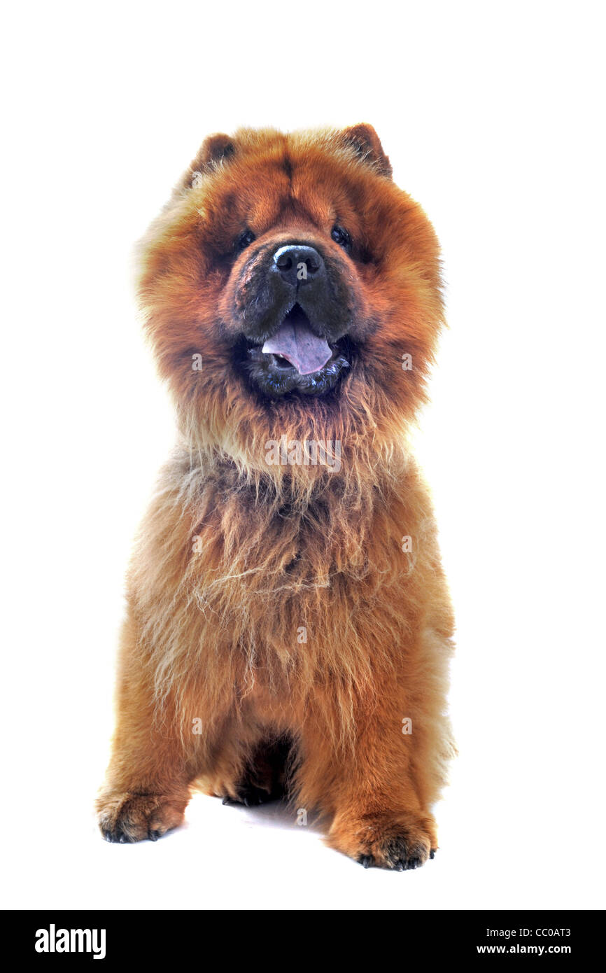Page 2 Pedigree Chow High Resolution Stock Photography And Images Alamy