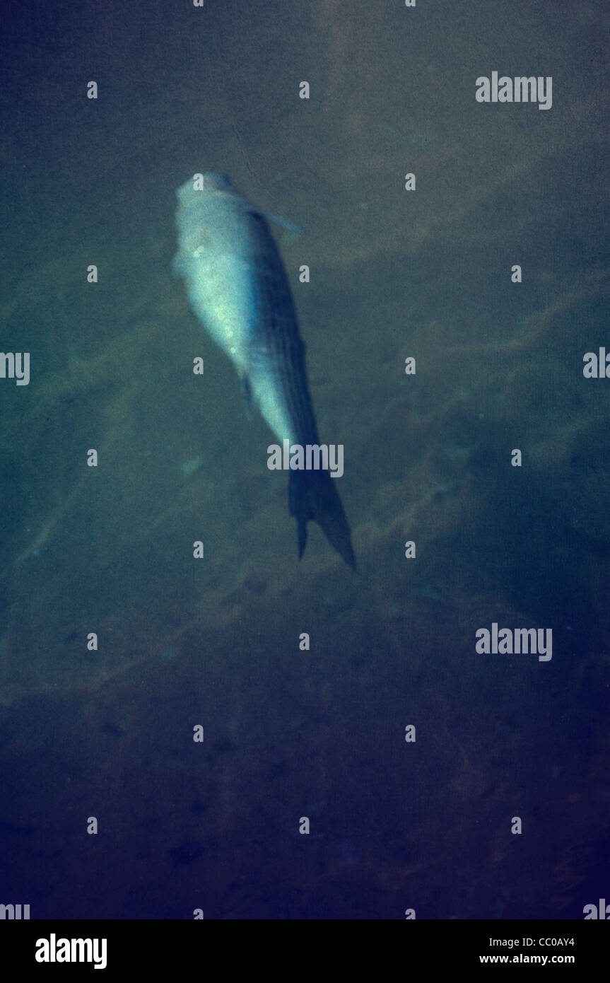 Dead fish floating in the sea Stock Photo