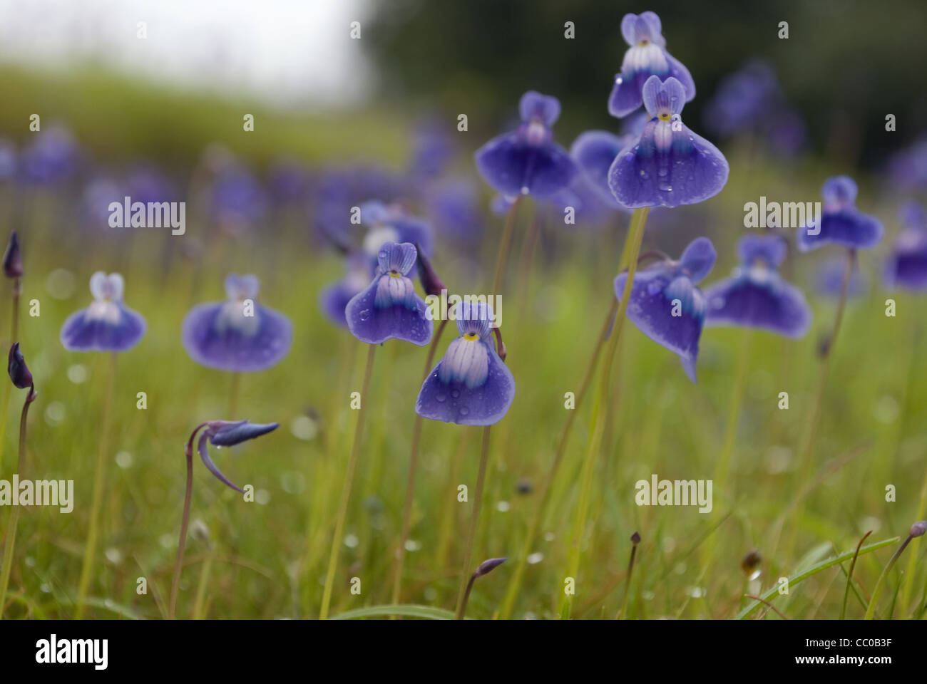 Purple bladderwort (Utricularia purpurascens) Stock Photo