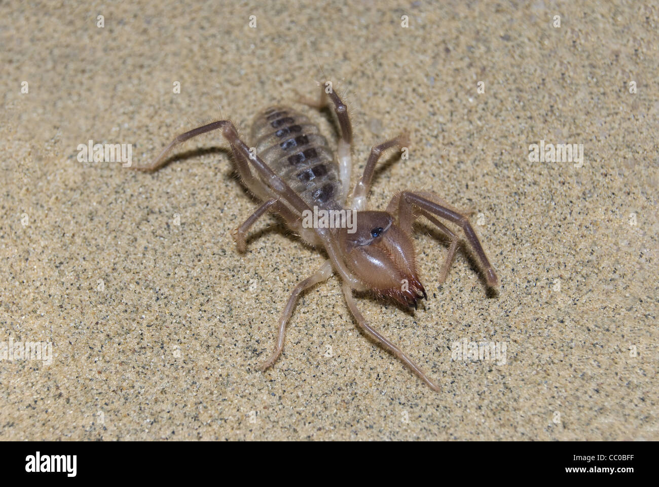 The Camel Spider  (Solifugae) Stock Photo