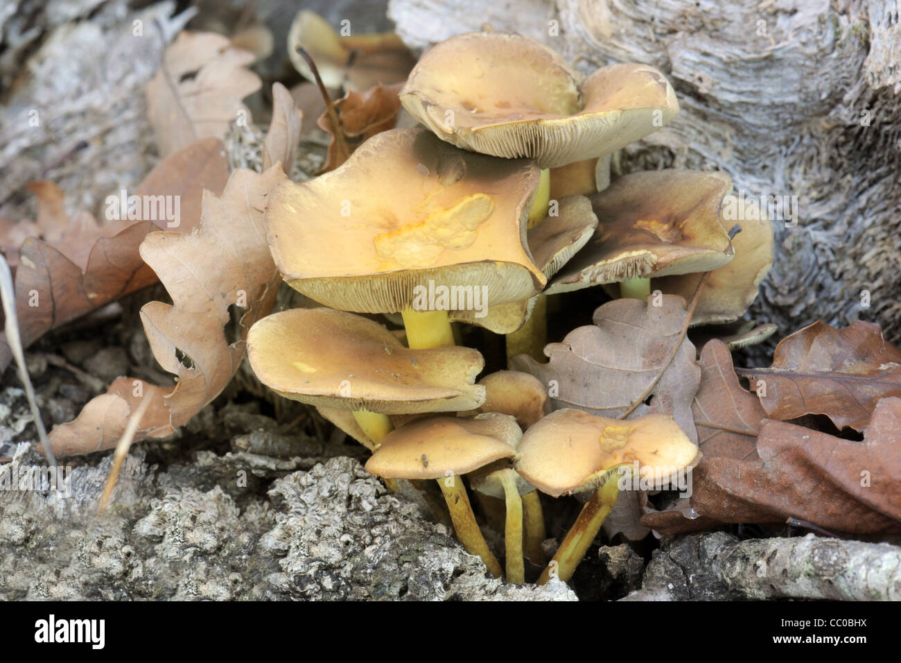 View of mushroom Tricholomopsis rutilans on the wood Stock Photo