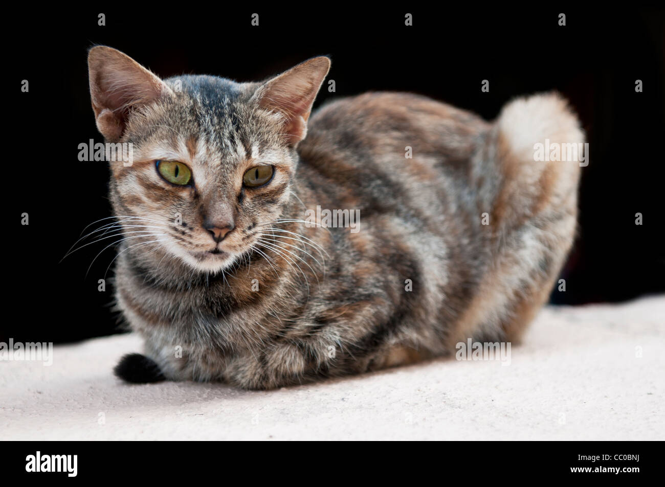 A street cat sitting on the wall Stock Photo - Alamy