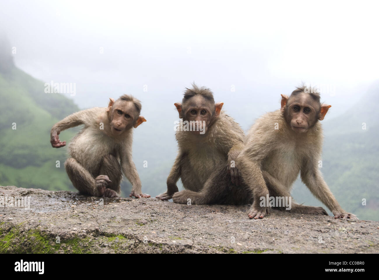 The bonnet macaque (Macaca radiata) Stock Photo
