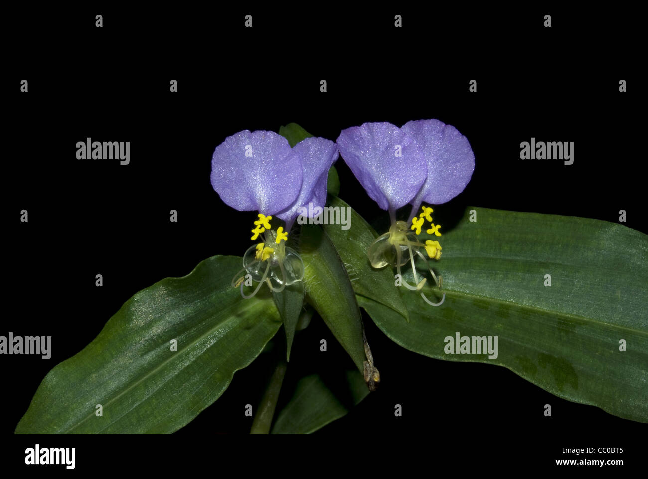 The Birdbill dayflower (Commelina dianthifolia) Stock Photo