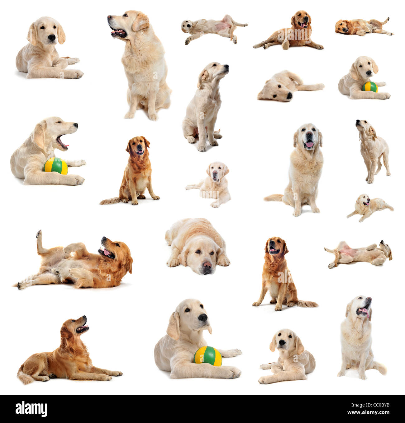 group of purebred golden retriever and puppy in front of a white ...
