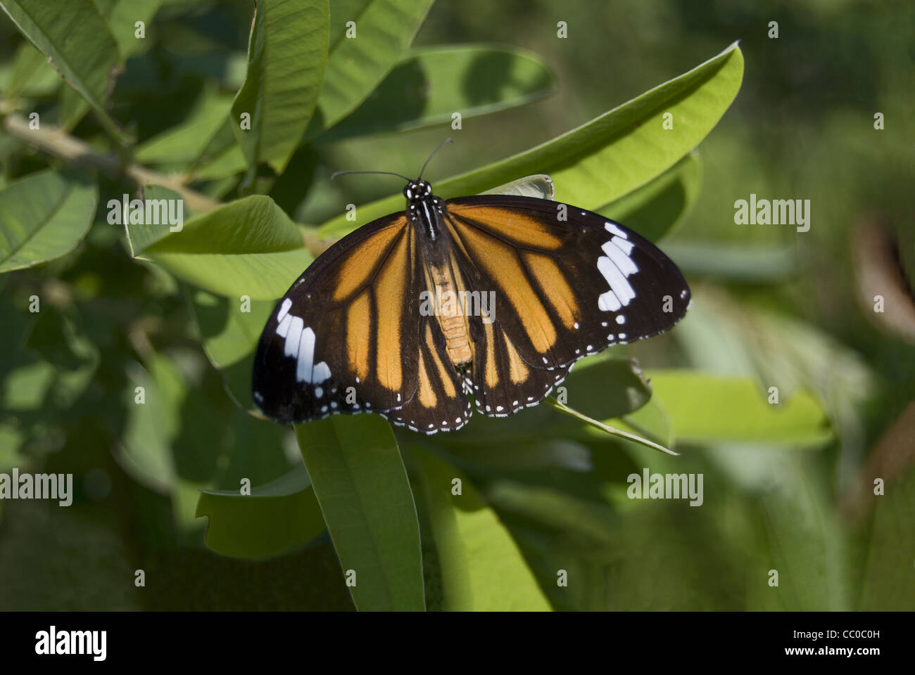 Plain Tiger (Danaus chrysippus) butterfly. Nymphalidae : Brush Footed Butterflies Stock Photo