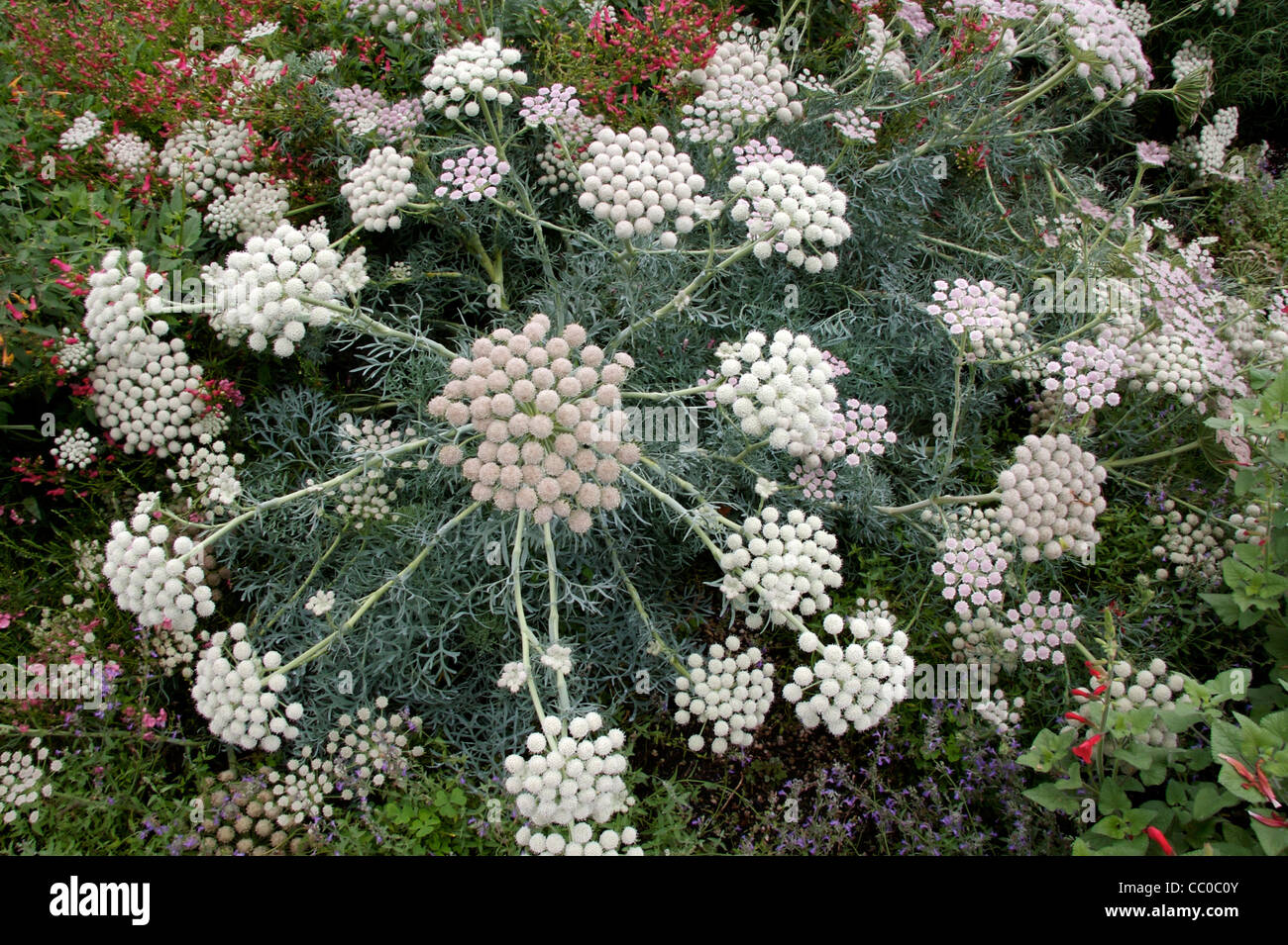 Moon Carrot in flower Stock Photo