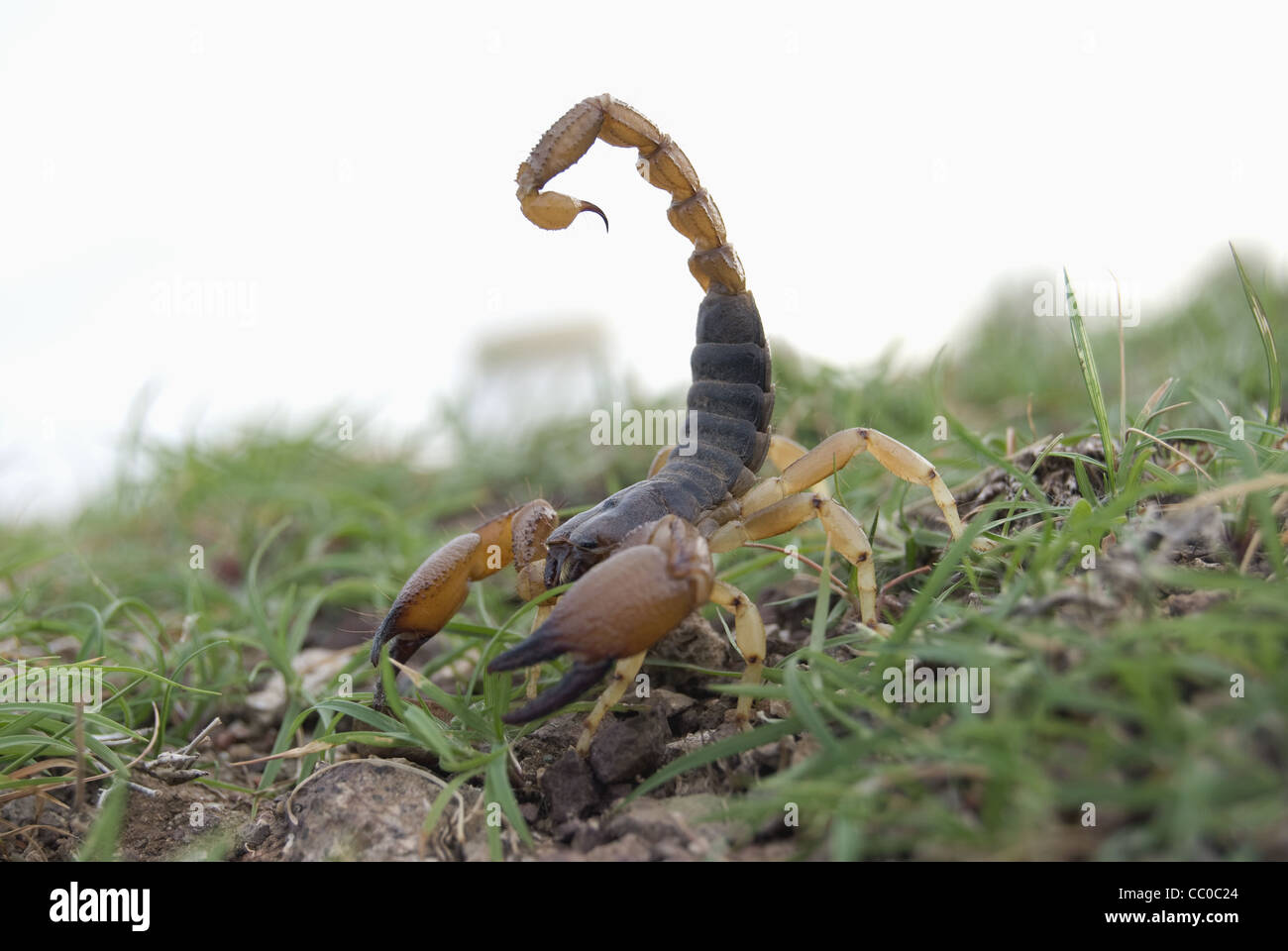 Indian red scorpion, BUTHIDAE, Hottentotta tamulus. Common. One of the most venomous scorpion. Satara Maharashtra India Stock Photo