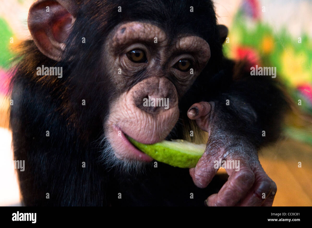 An Orphan Chimp. Stock Photo