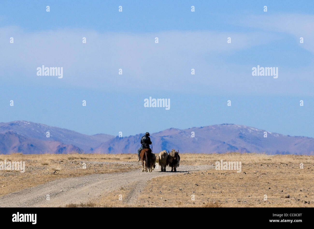 A Kazakh herdsman with his cattle near lake Tolbo in western Mongolia ...