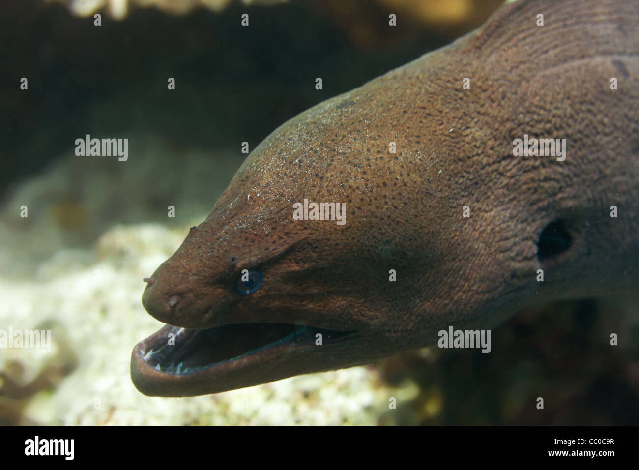 moray eel head closeup Stock Photo Alamy