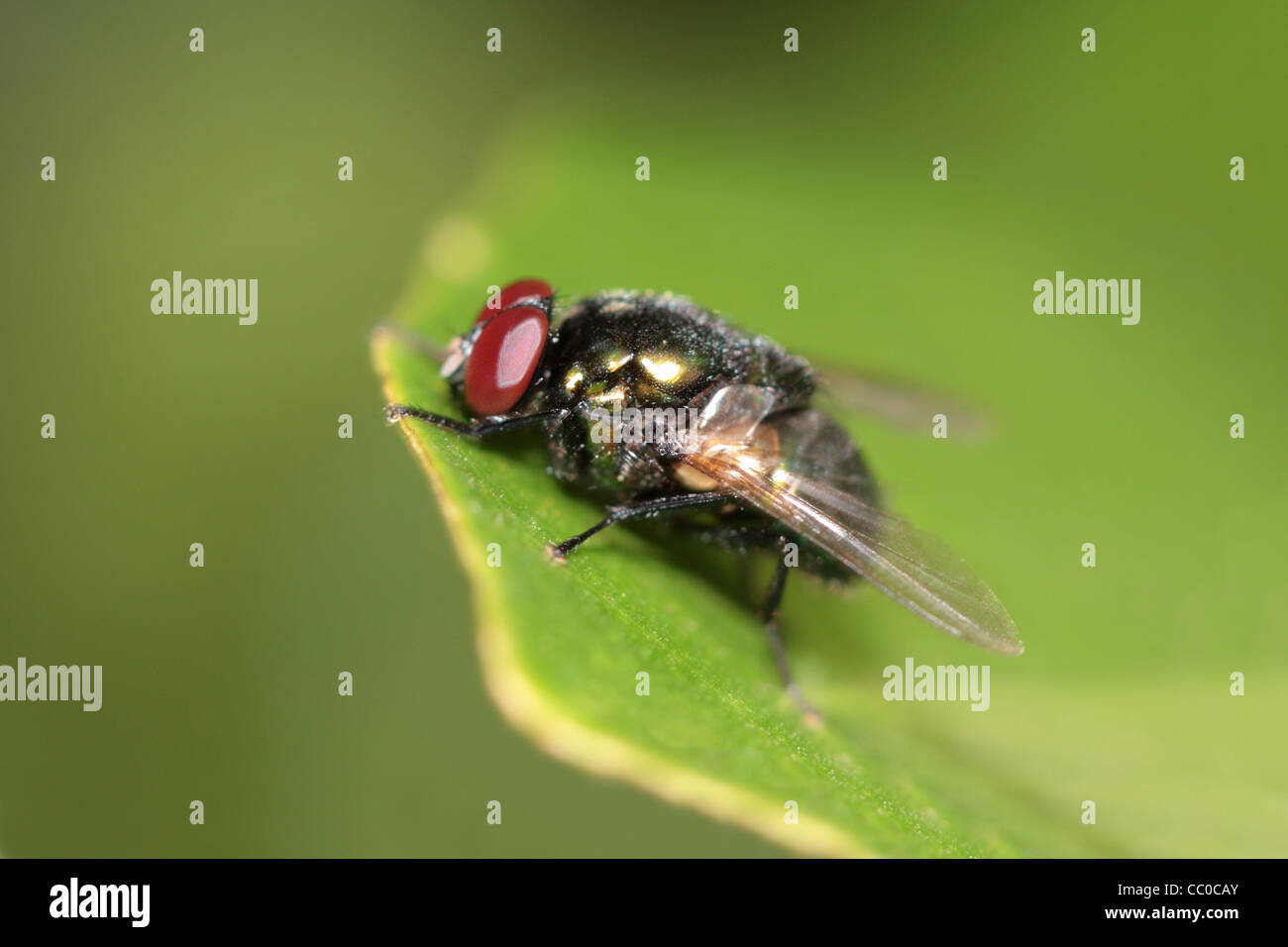 Flesh fly in Mhadei Wildlife sanctuary Stock Photo