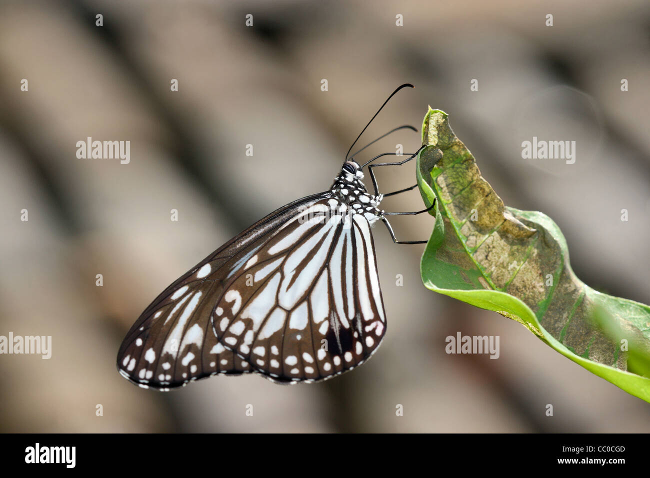 The Glassy Tiger (Parantica aglea) Stock Photo