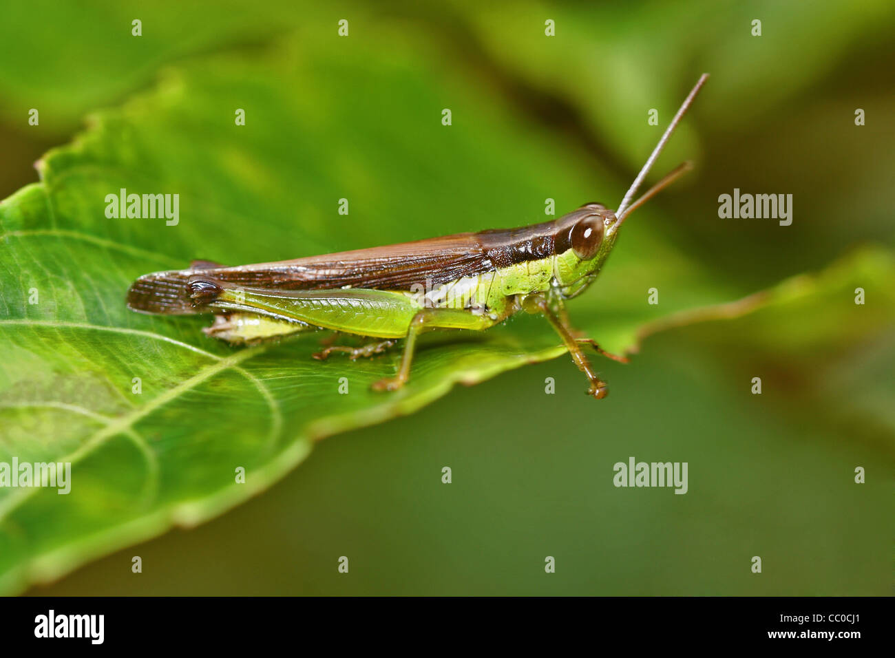 The short-horned grasshopper Stock Photo