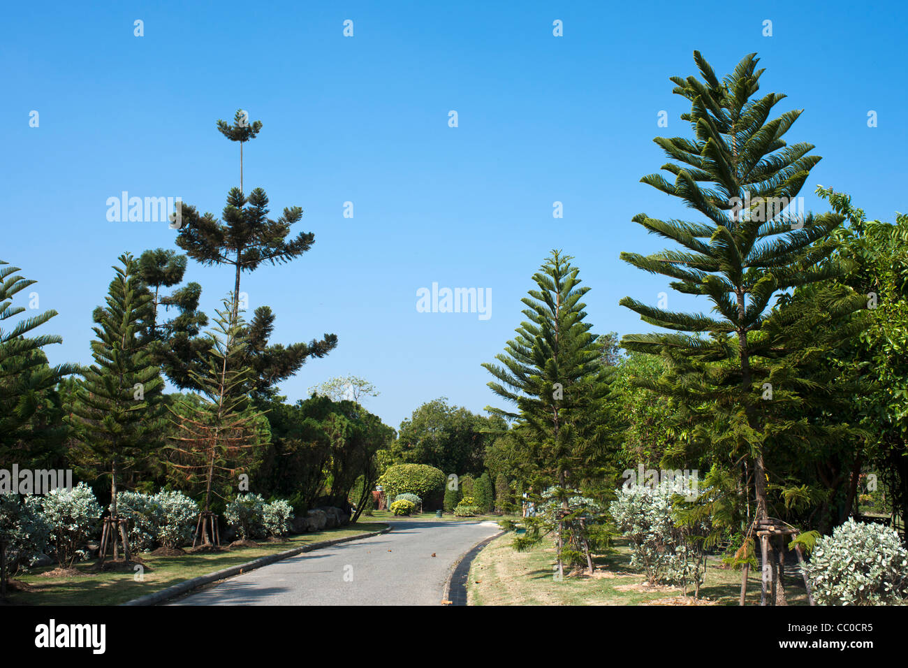 Flowers and trees in national park with clear sky Stock Photo - Alamy