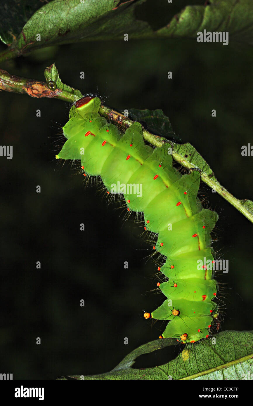 Indian lunar caterpillar hires stock photography and images Alamy