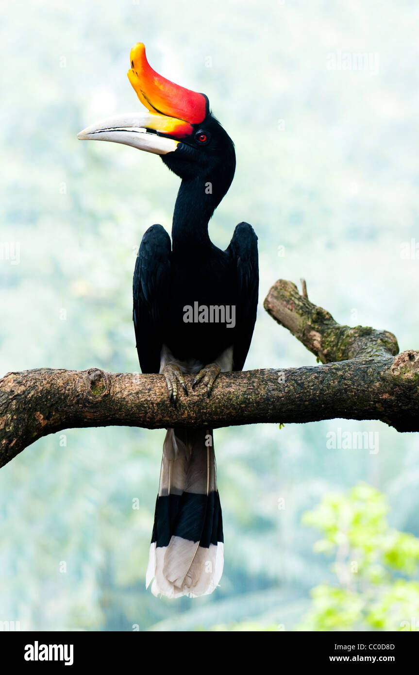 Borneo exoctic great hornbill bird on branch in Malaysia Stock Photo ...