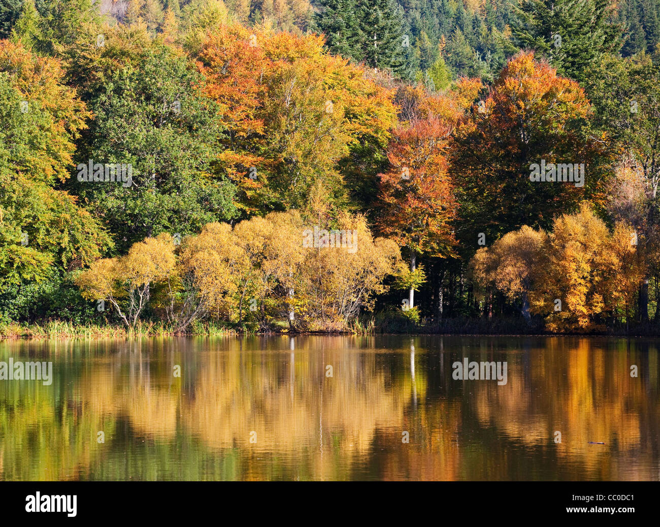 Vibrant colours of autumn trees reflected in a lake at the Bowhill Estate, Scottish Border, Scotland Stock Photo