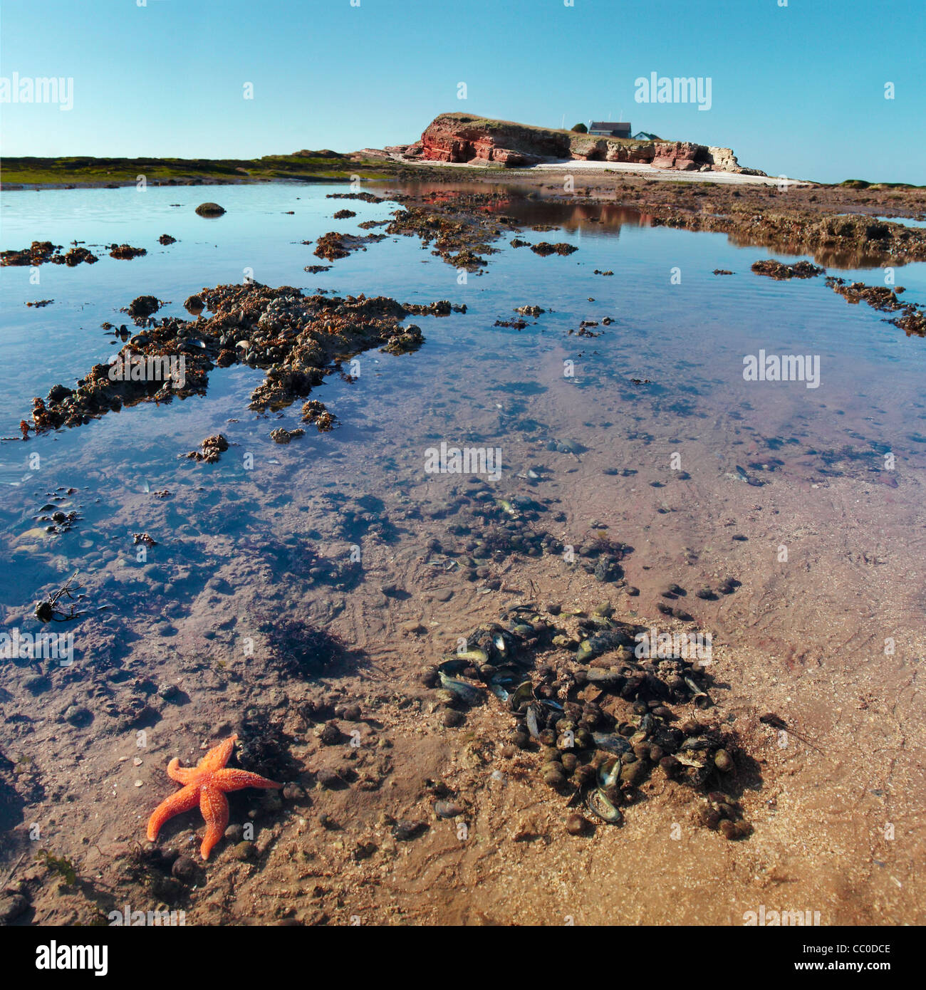 Starfish in a rock pool at low tide on Hilbre Island, Dee Estuary, Wirral, UK Stock Photo